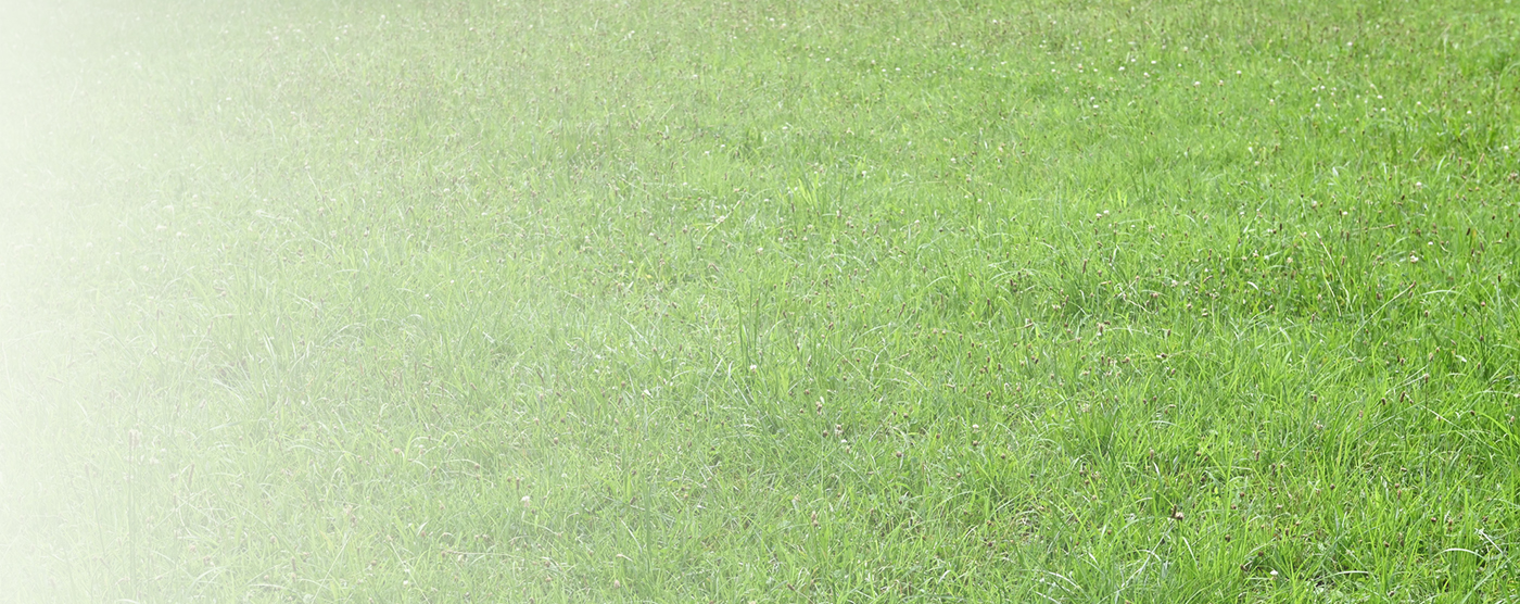 芝生の画像
