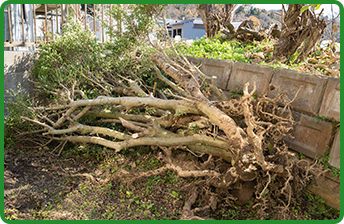 伐採後の様子の写真